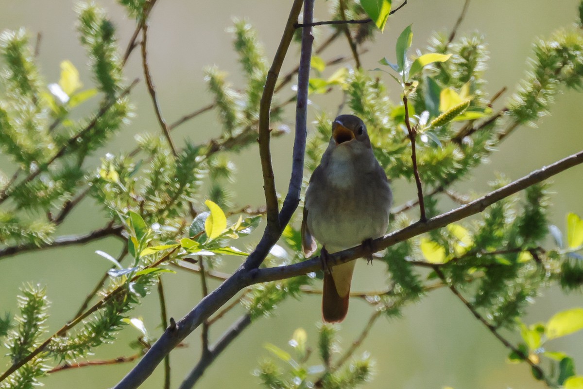 Thrush Nightingale - Yaroslav Nikitin