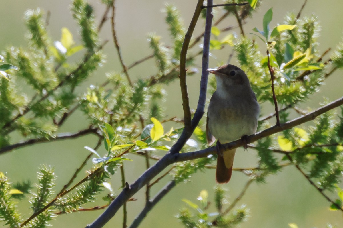 Thrush Nightingale - Yaroslav Nikitin