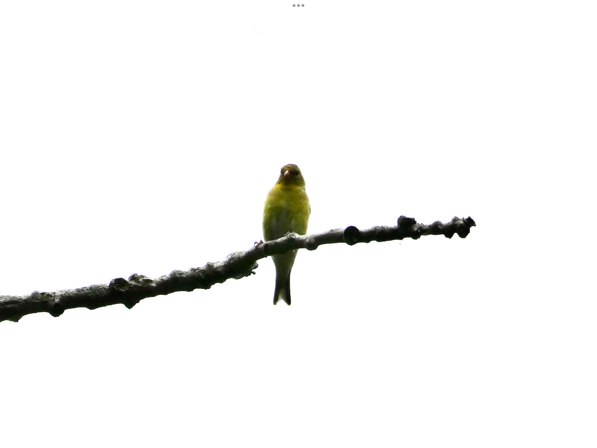 American Goldfinch - Carolyn Sanders