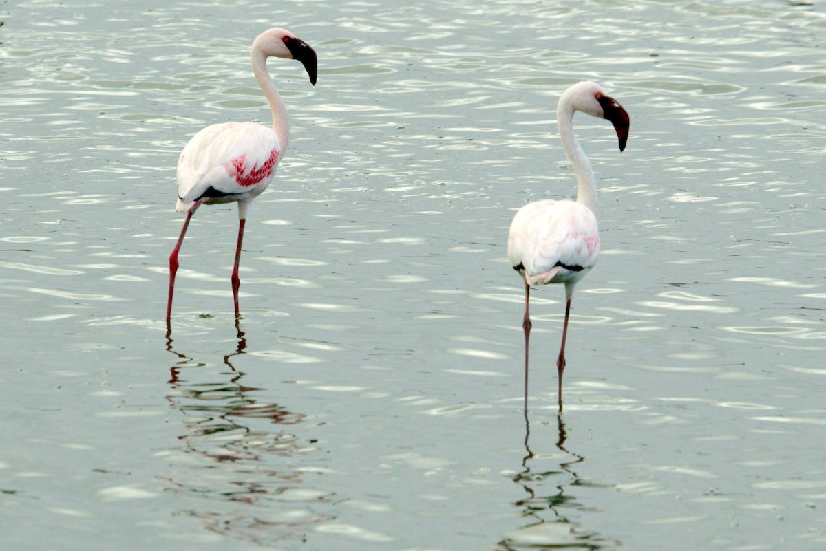 Lesser Flamingo - Mike Pennington