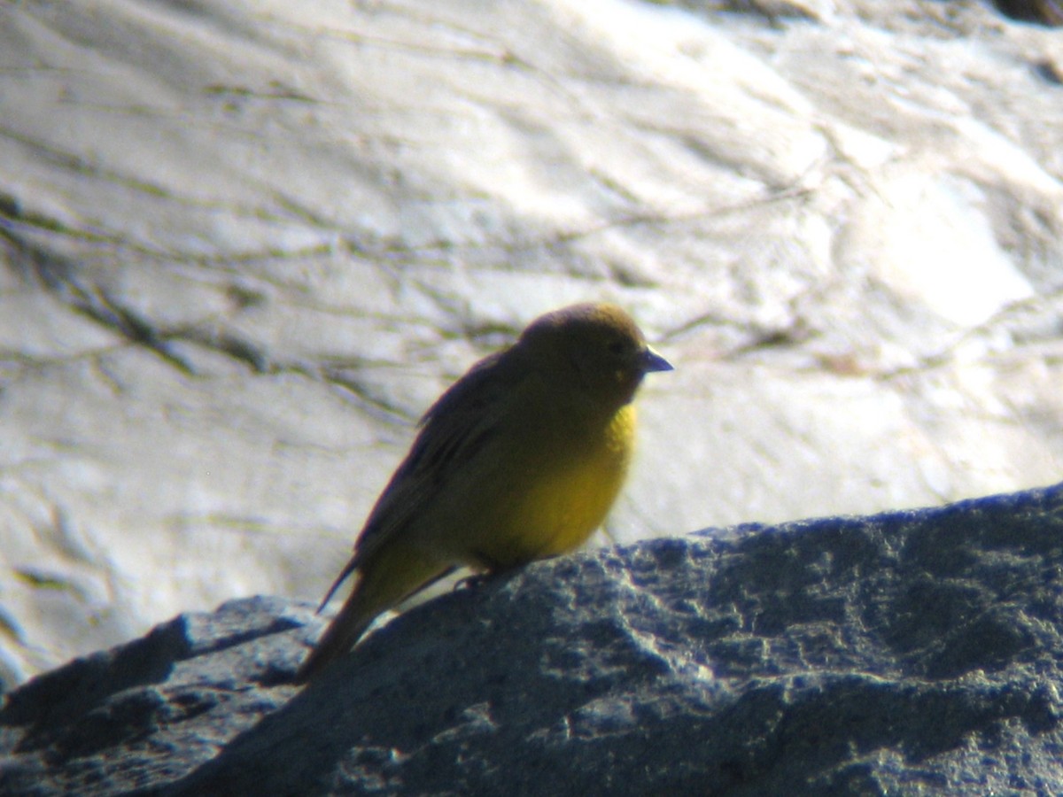 Greater Yellow-Finch - Bob Hargis