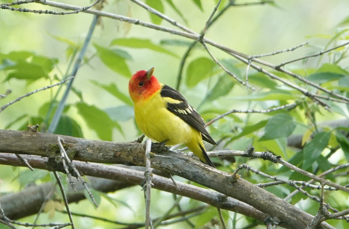 Western Tanager - Danette Henderson