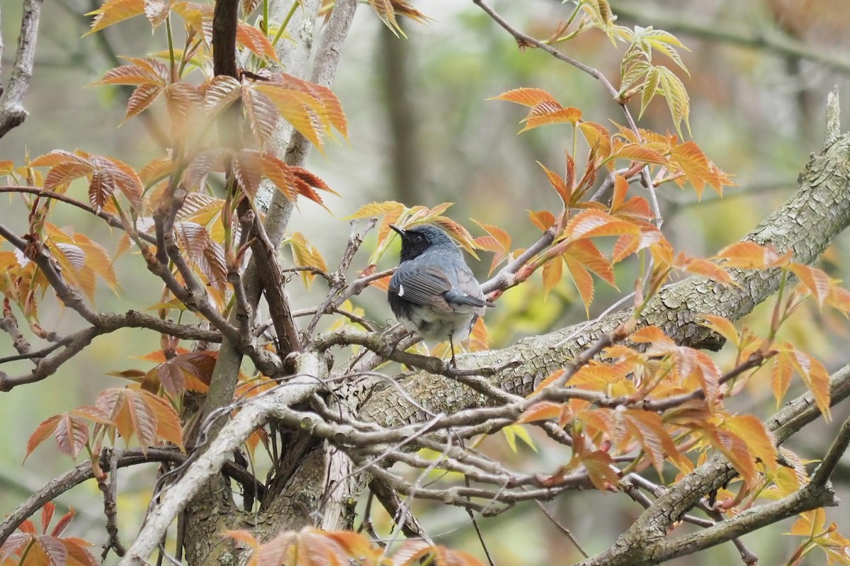 Black-throated Blue Warbler - André Dionne
