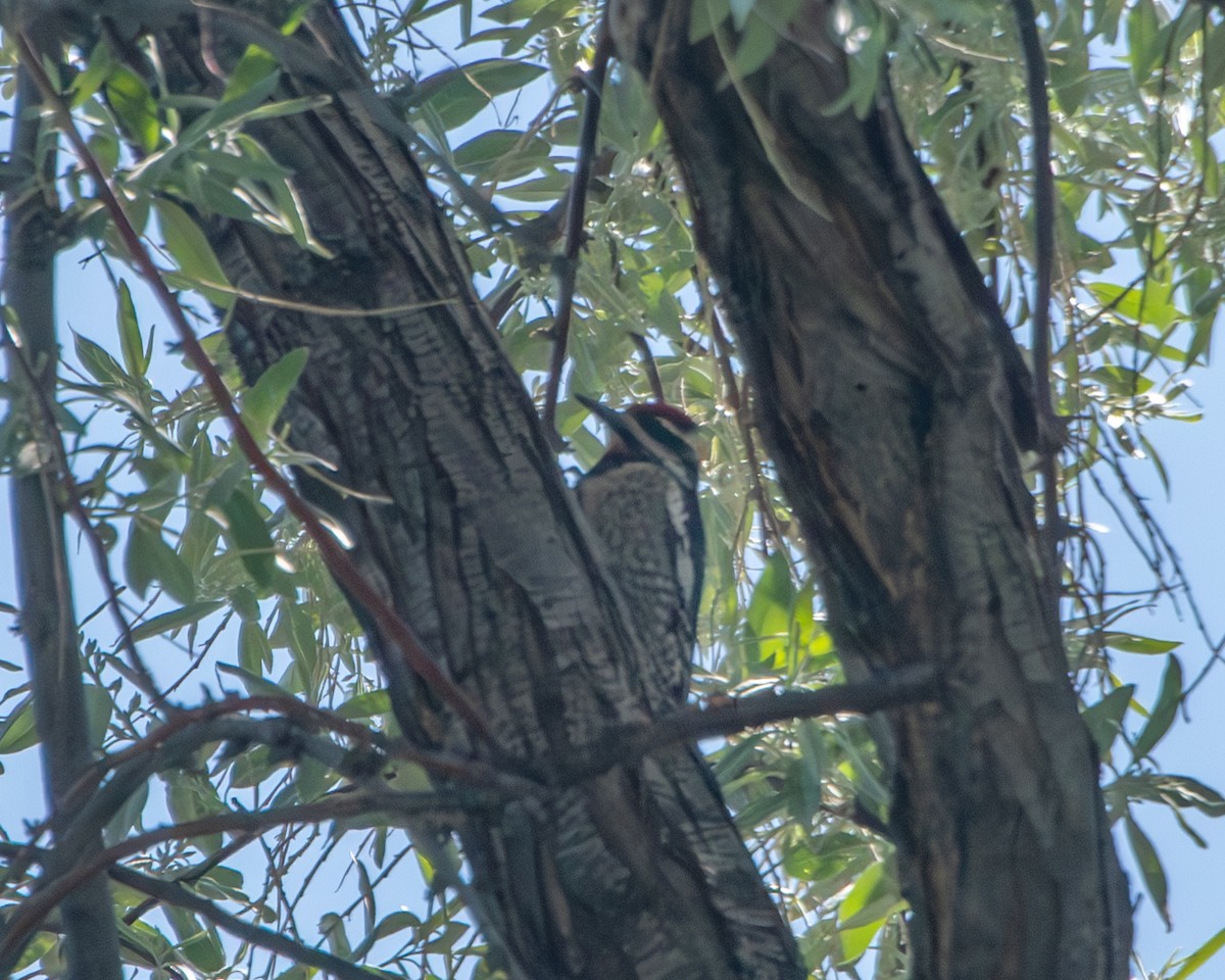 Red-naped Sapsucker - David Sinton