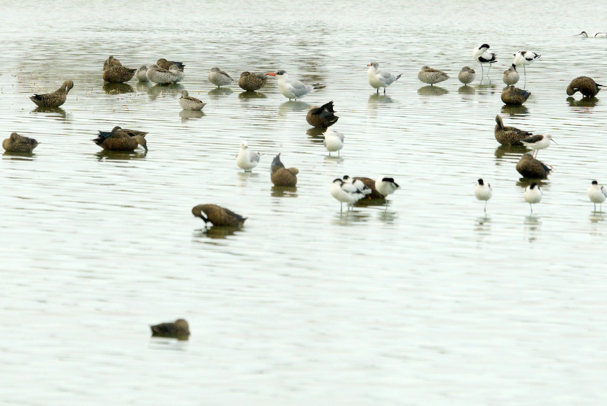 Caspian Tern - Mike Pennington