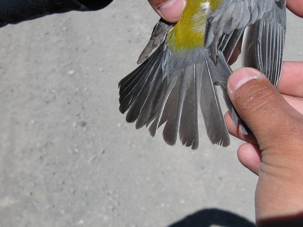 Gray-hooded Sierra Finch - Bob Hargis