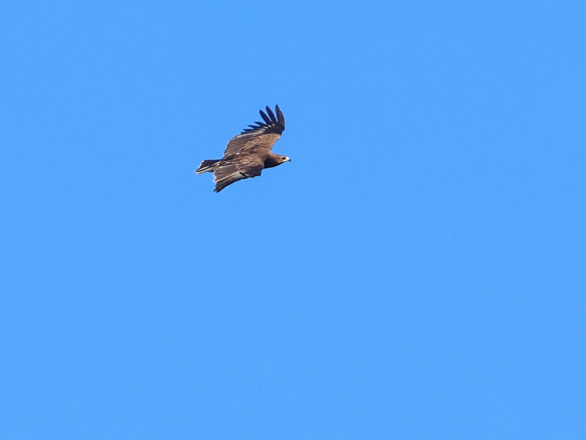 Greater Spotted Eagle - Attila Steiner