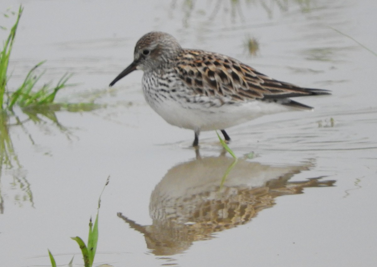 White-rumped Sandpiper - ML619450390