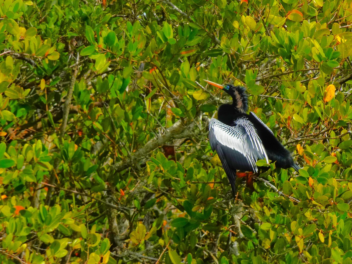 Anhinga - ami horowitz