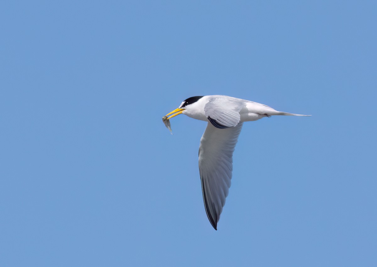 Least Tern - Anne Heyerly