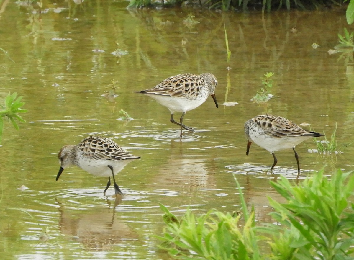 Semipalmated Sandpiper - ML619450404