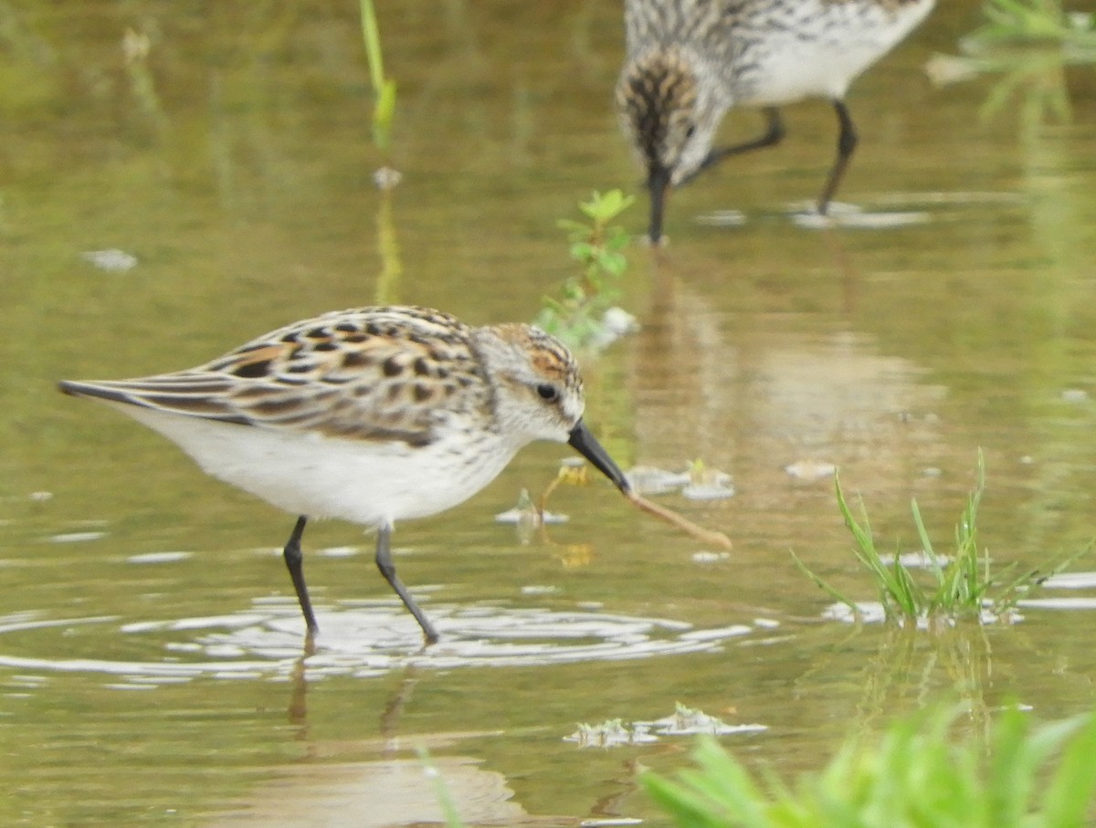 Semipalmated Sandpiper - ML619450406