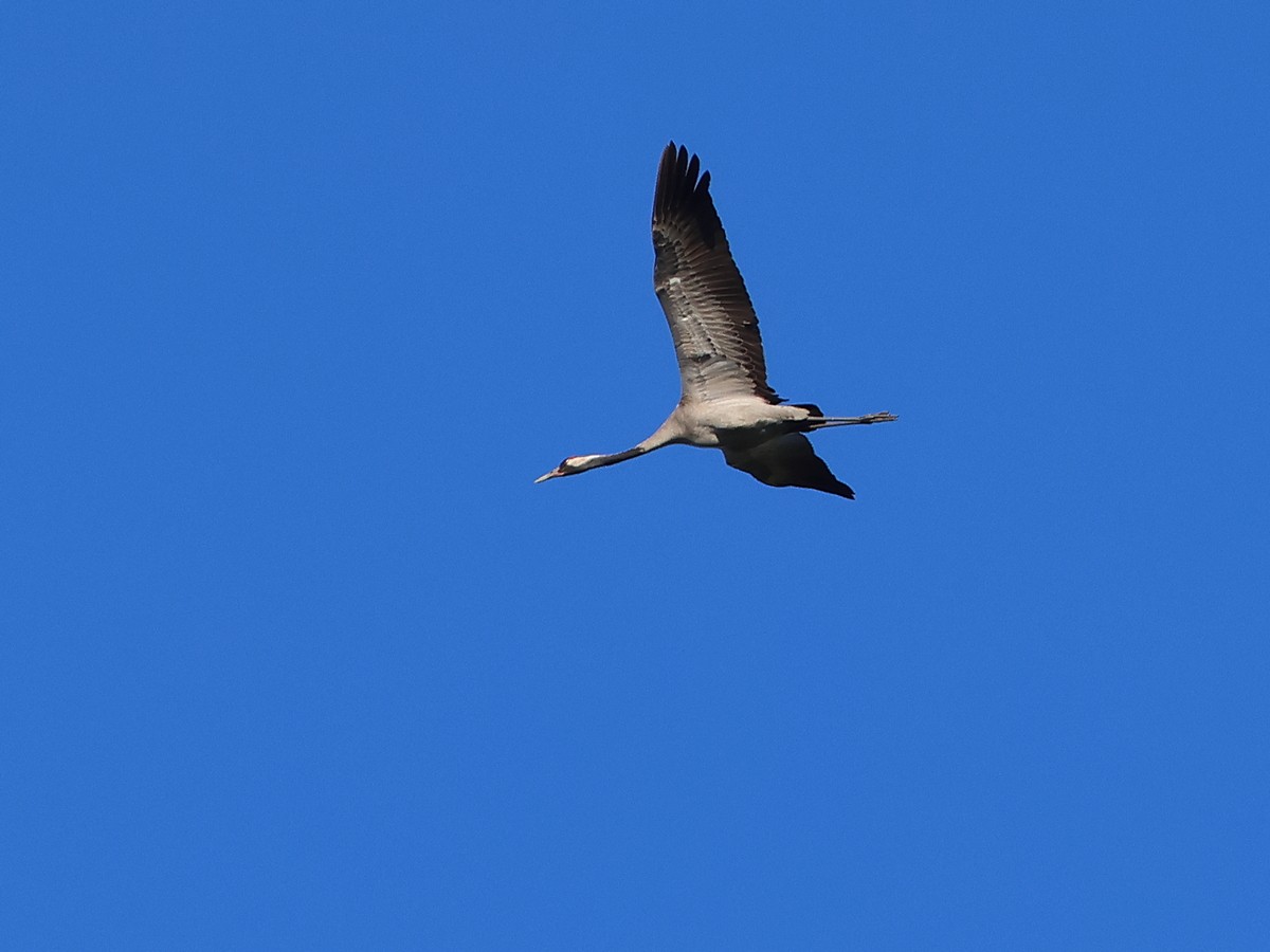 Common Crane - Attila Steiner