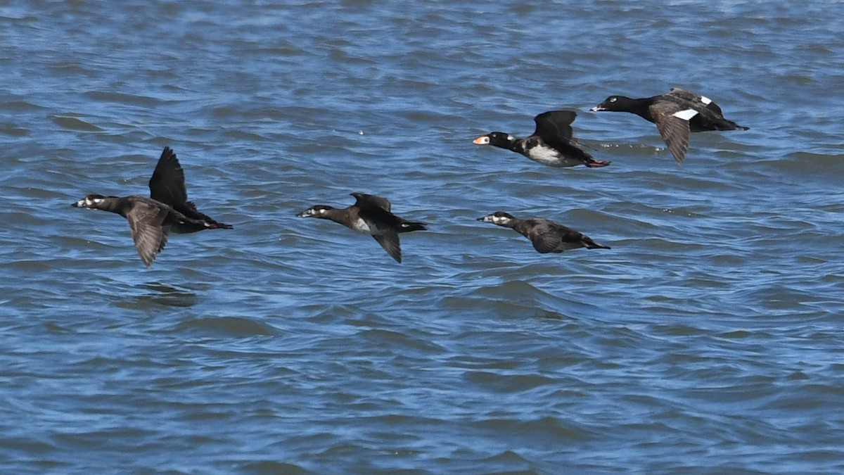 White-winged Scoter - Joanne Dial