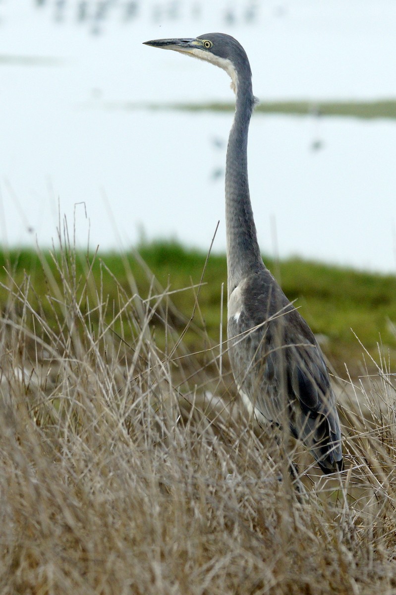 Black-headed Heron - Mike Pennington