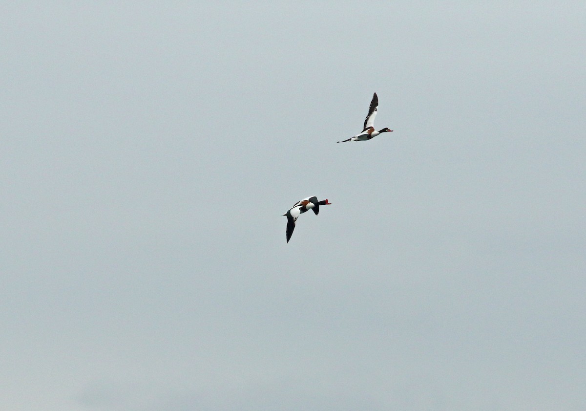 Common Shelduck - ML619450424