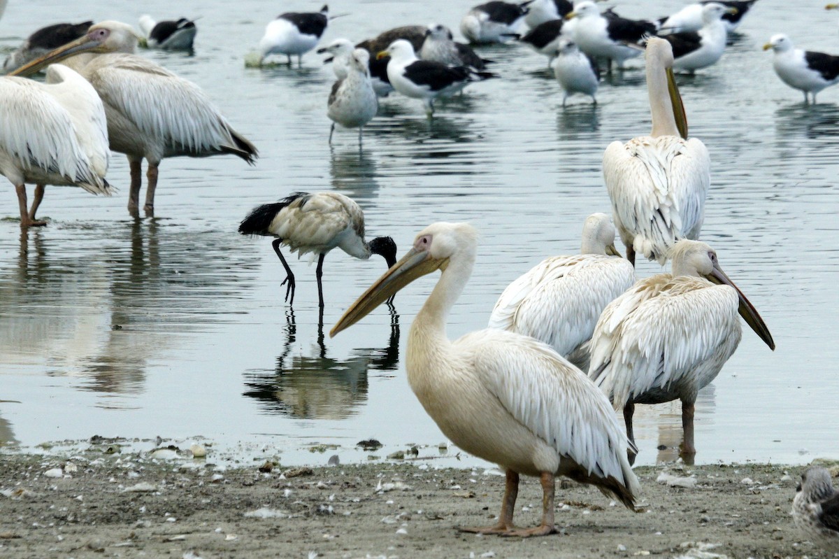 Great White Pelican - Mike Pennington