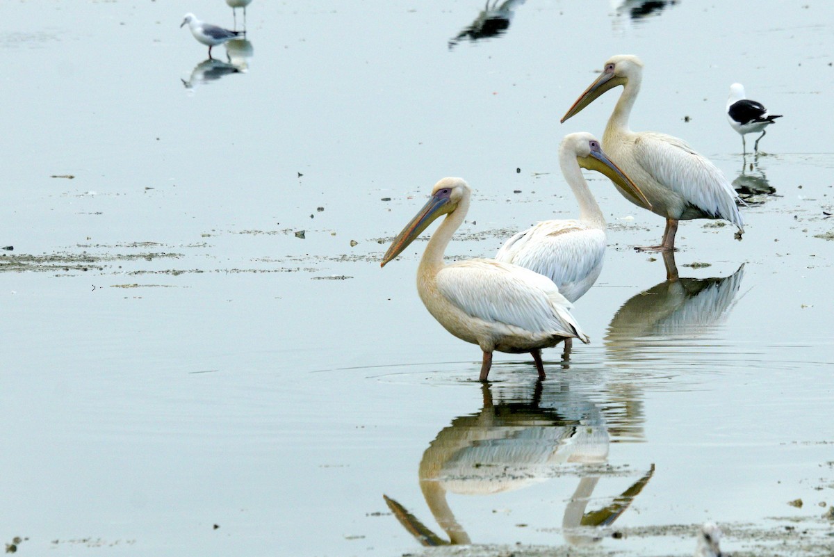 Great White Pelican - Mike Pennington