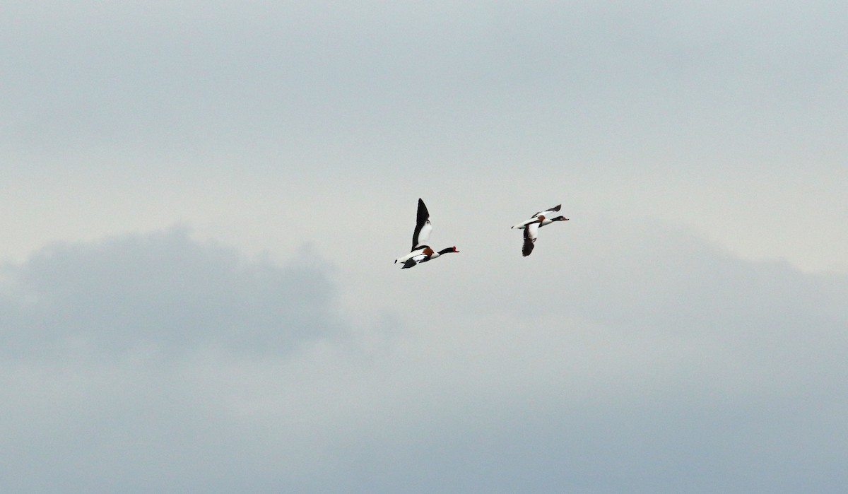 Common Shelduck - Andrew Steele