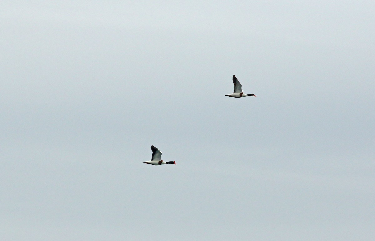 Common Shelduck - Andrew Steele