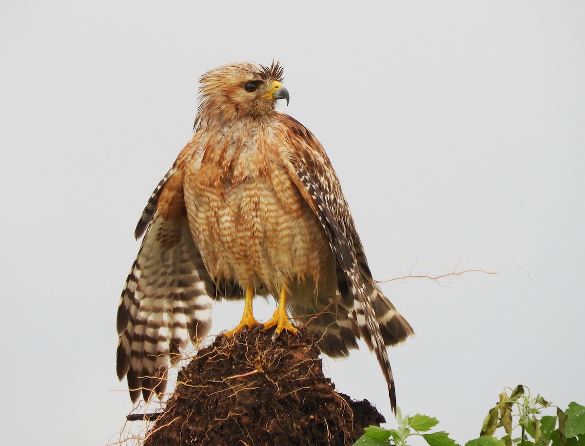 Red-shouldered Hawk - ML619450433