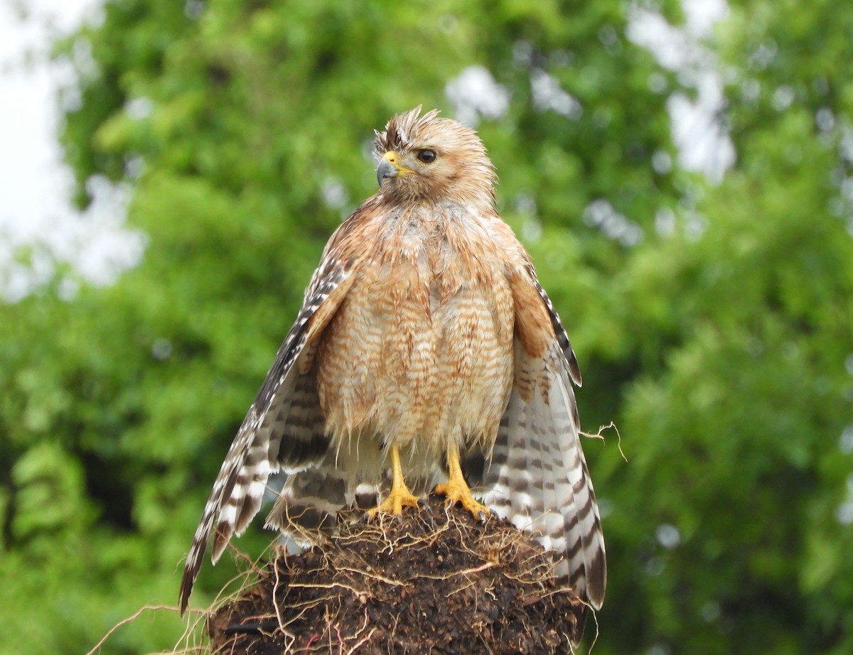 Red-shouldered Hawk - ML619450434