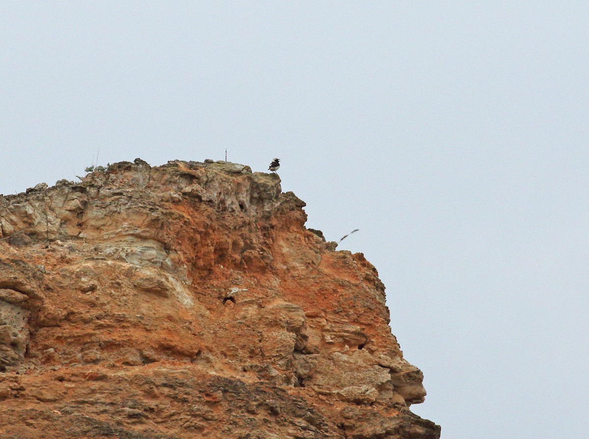 Pied Wheatear - Andrew Steele