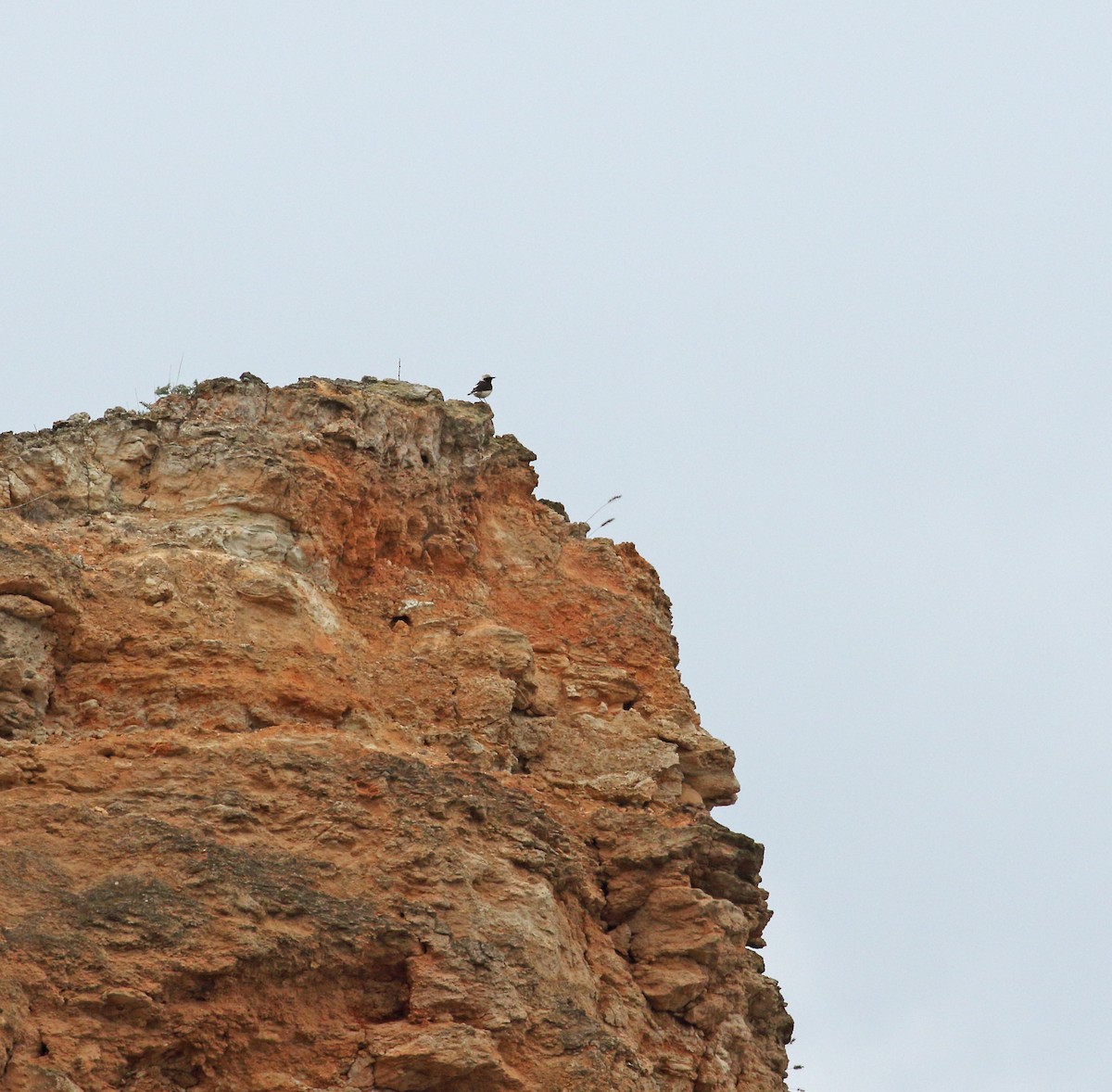 Pied Wheatear - Andrew Steele