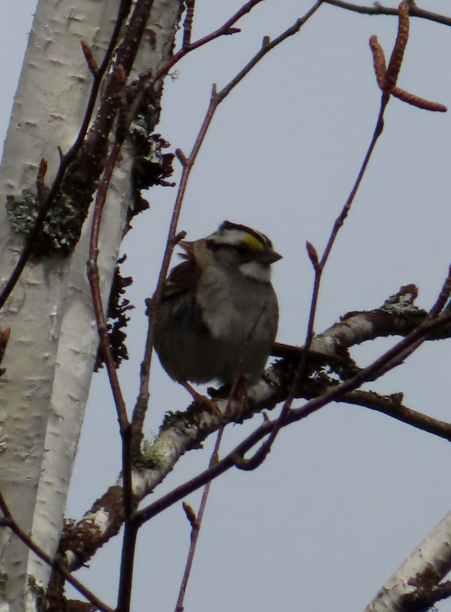 White-throated Sparrow - Sylvie Gagnon