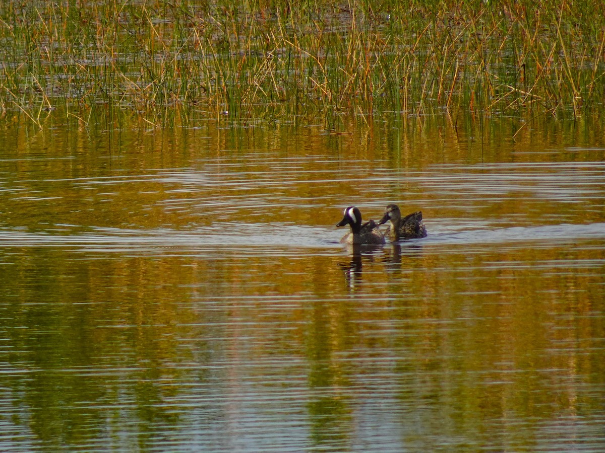 Blue-winged Teal - ML619450457