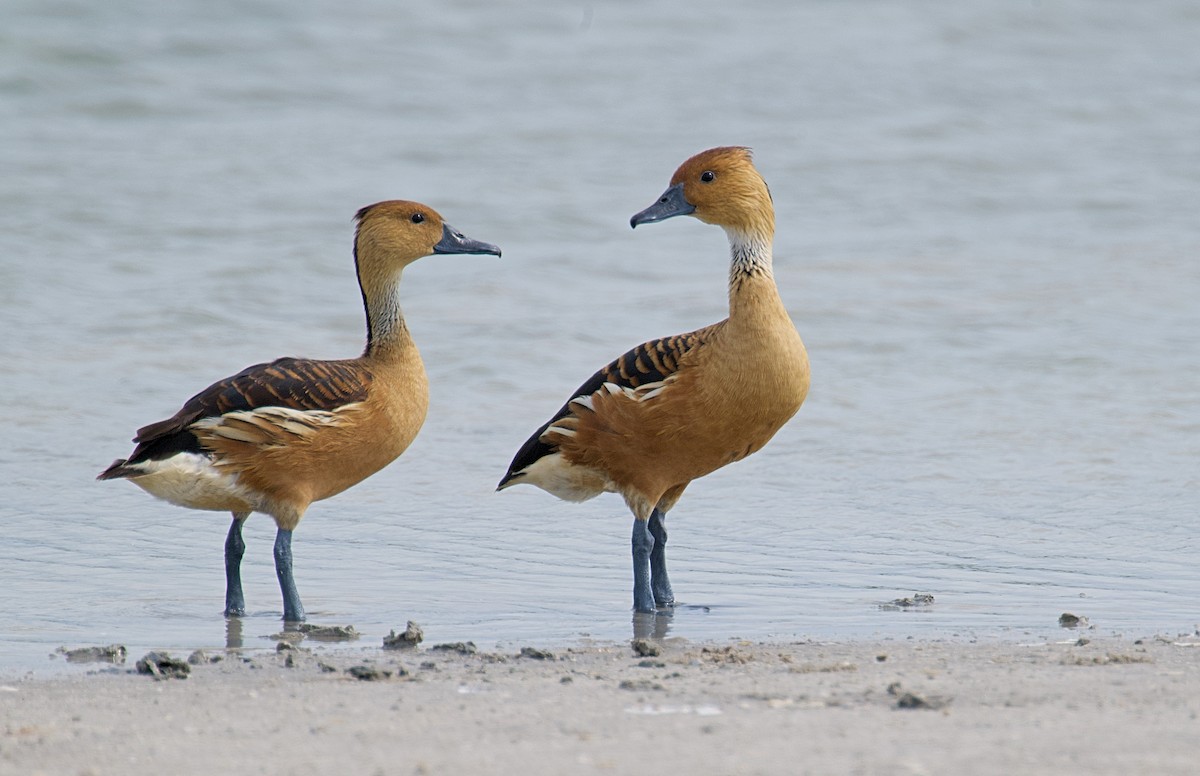 Fulvous Whistling-Duck - Larry Wielgot