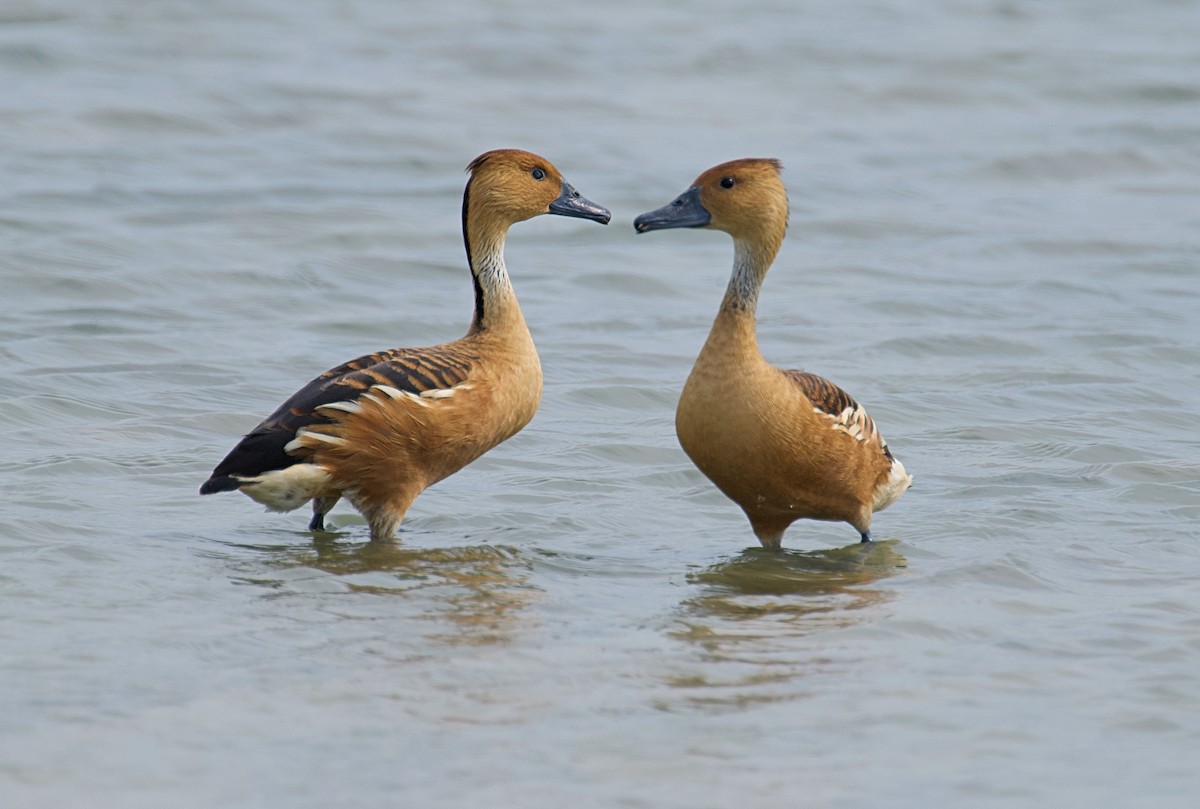 Fulvous Whistling-Duck - Larry Wielgot