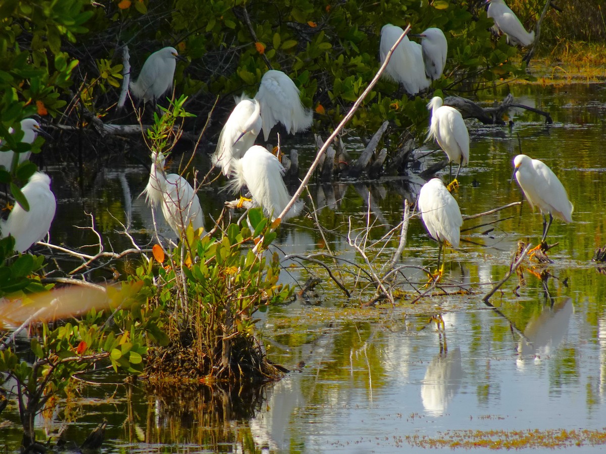 Snowy Egret - ami horowitz