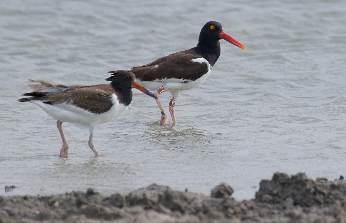 American Oystercatcher - Larry Wielgot