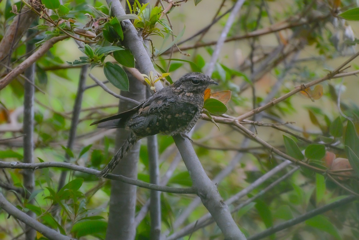 Scissor-tailed Nightjar - ML619450490