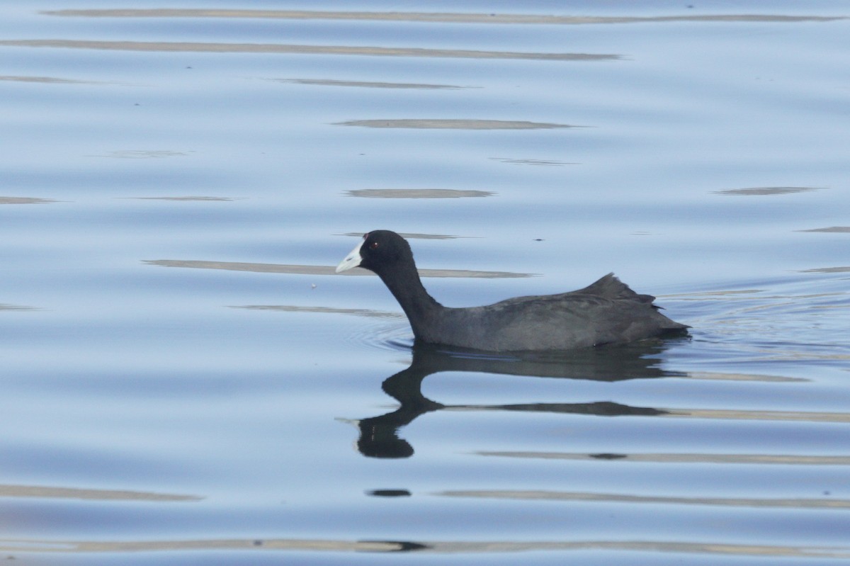 Red-knobbed Coot - Mike Pennington