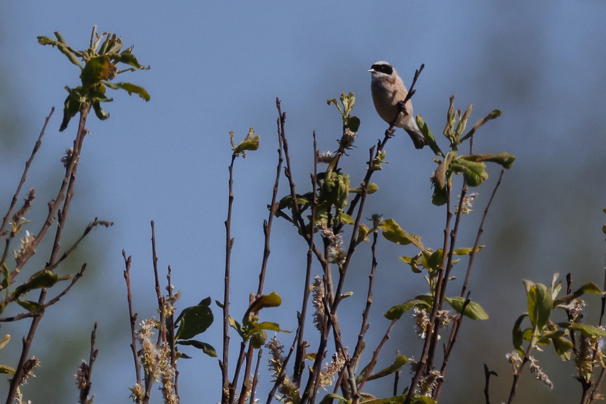 Eurasian Penduline-Tit - Yaroslav Nikitin