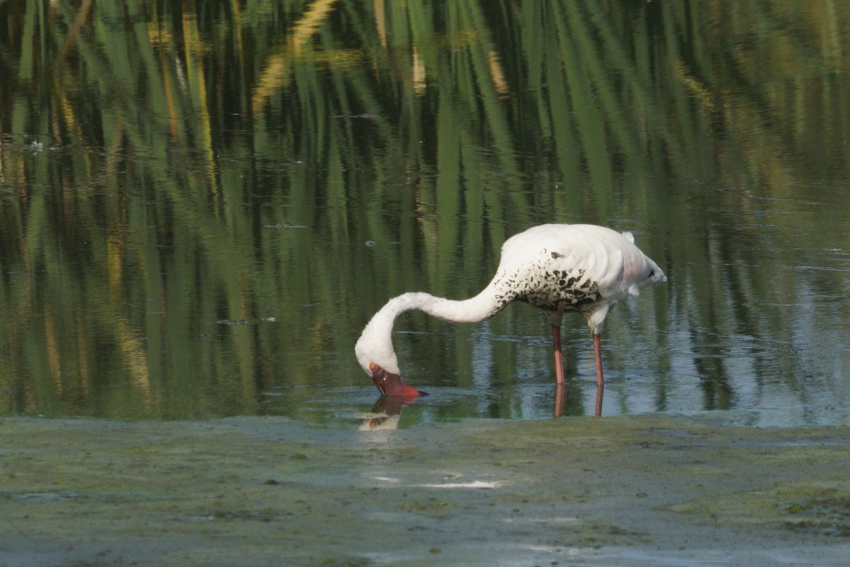 Lesser Flamingo - Mike Pennington