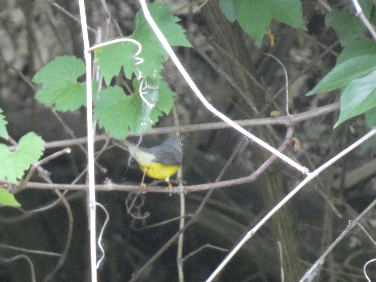 Canada Warbler - Carolyn Sanders