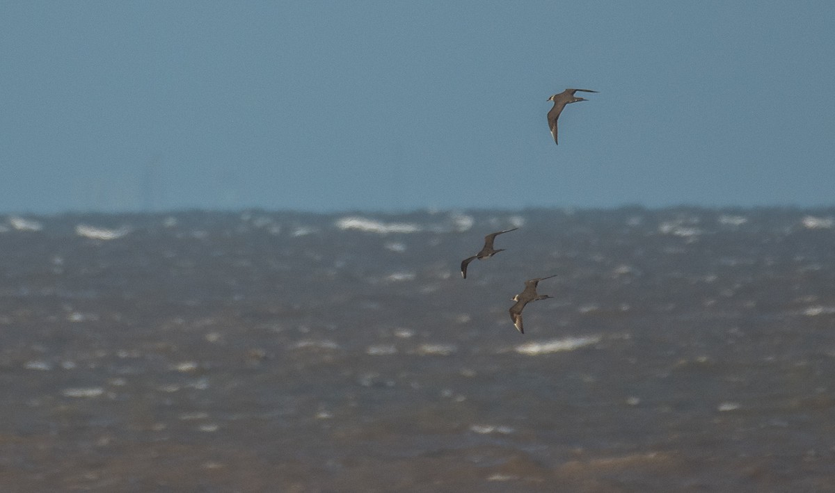 Pomarine Jaeger - Theo de Clermont