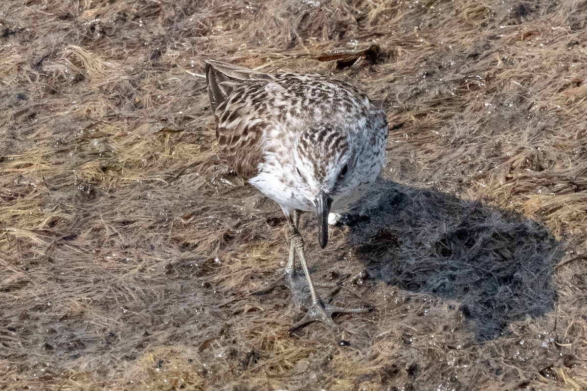 Semipalmated Sandpiper - Mike Winck