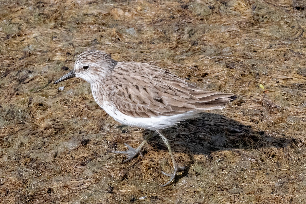 Semipalmated Sandpiper - ML619450517