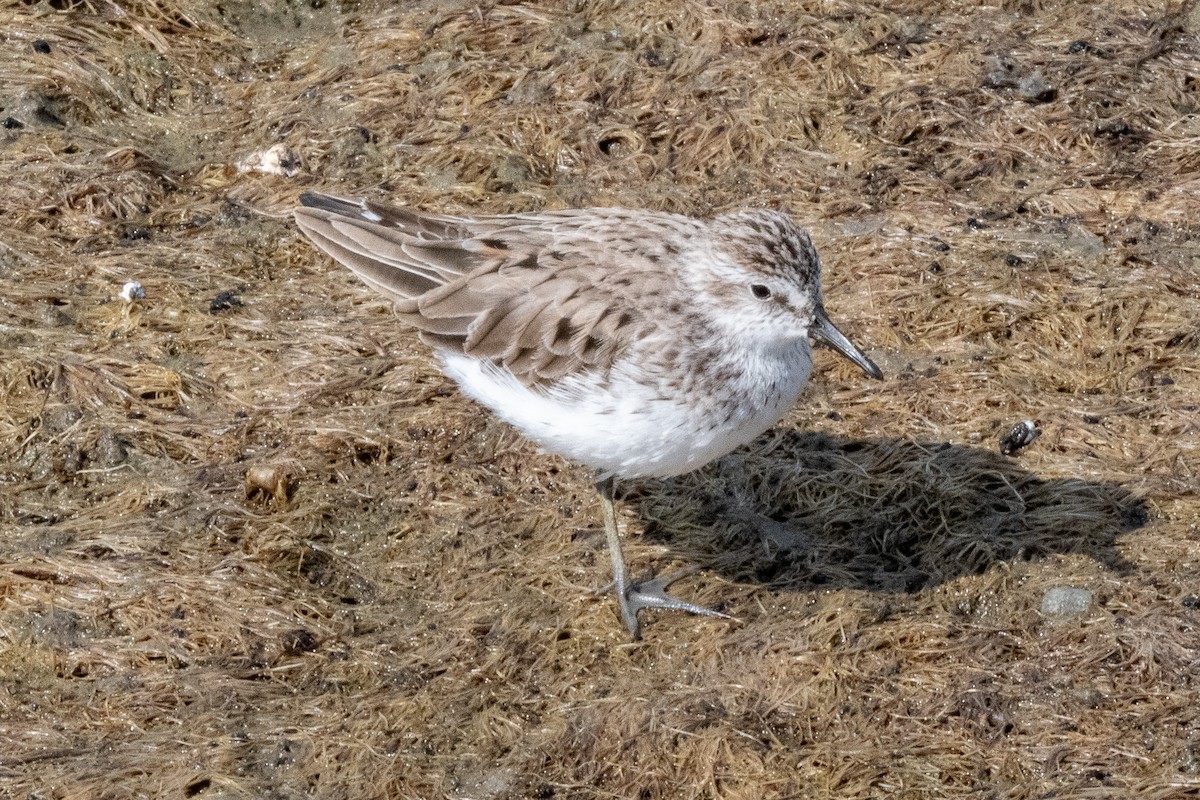 Semipalmated Sandpiper - Mike Winck