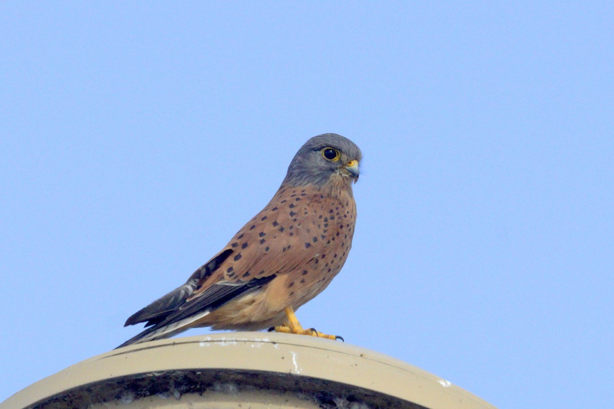 Rock Kestrel - Mike Pennington