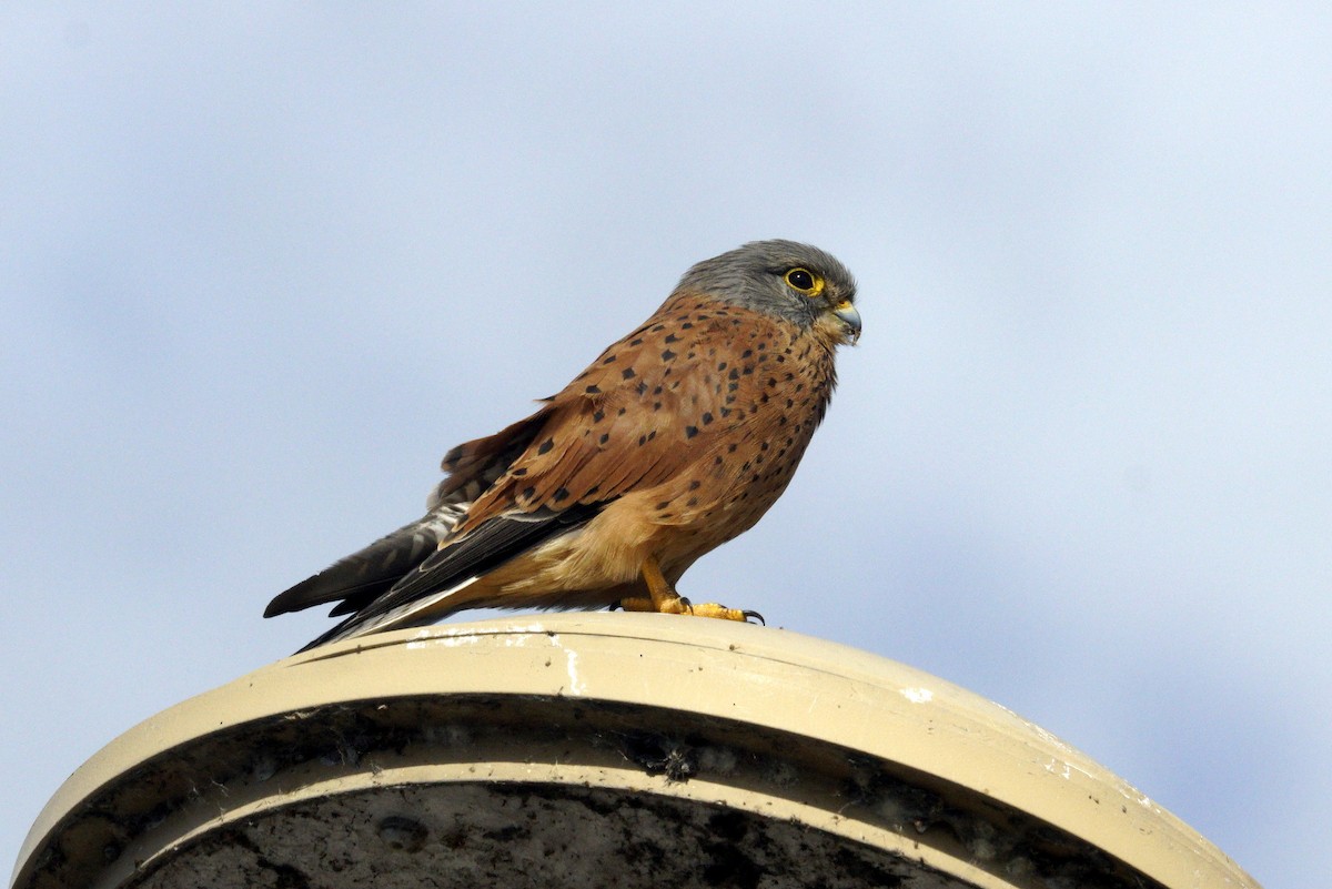 Rock Kestrel - ML619450523