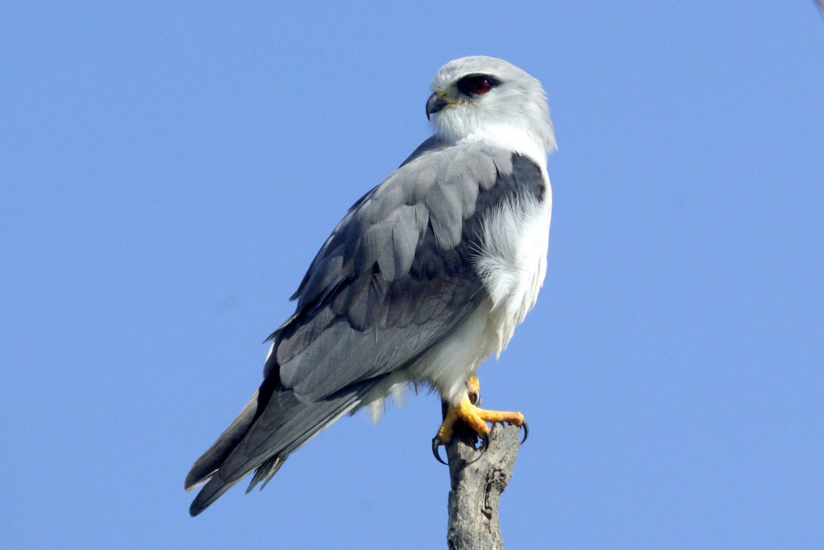 Black-winged Kite - Mike Pennington