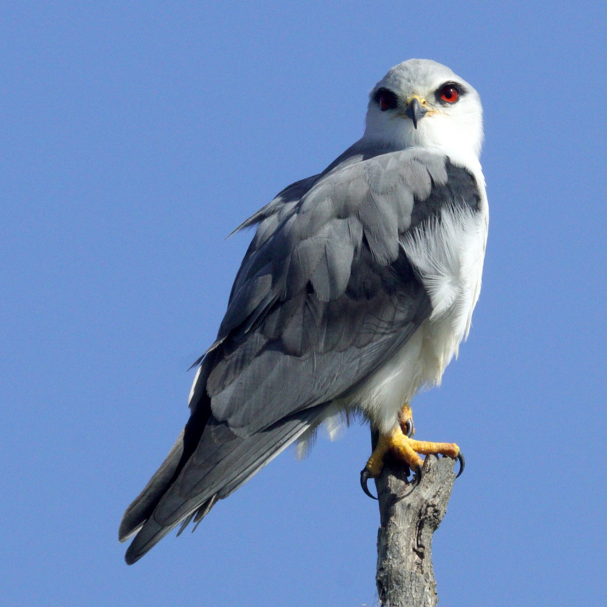 Black-winged Kite - Mike Pennington