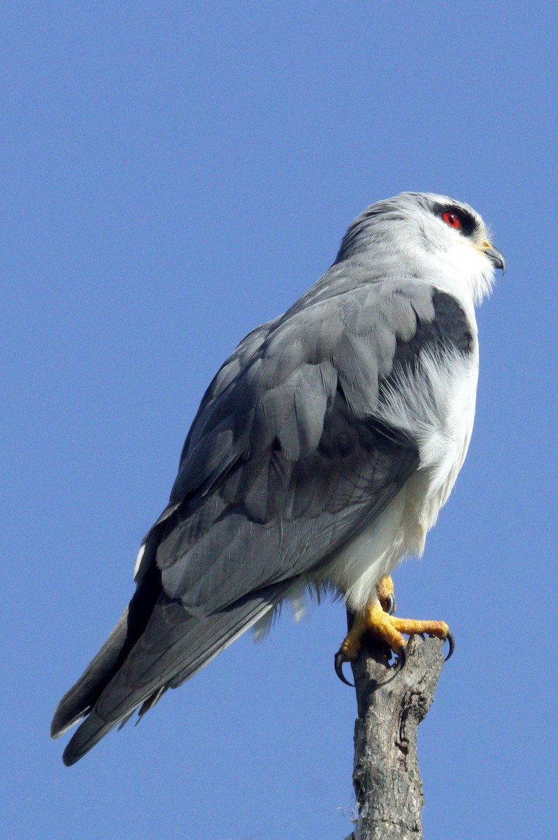 Black-winged Kite - Mike Pennington