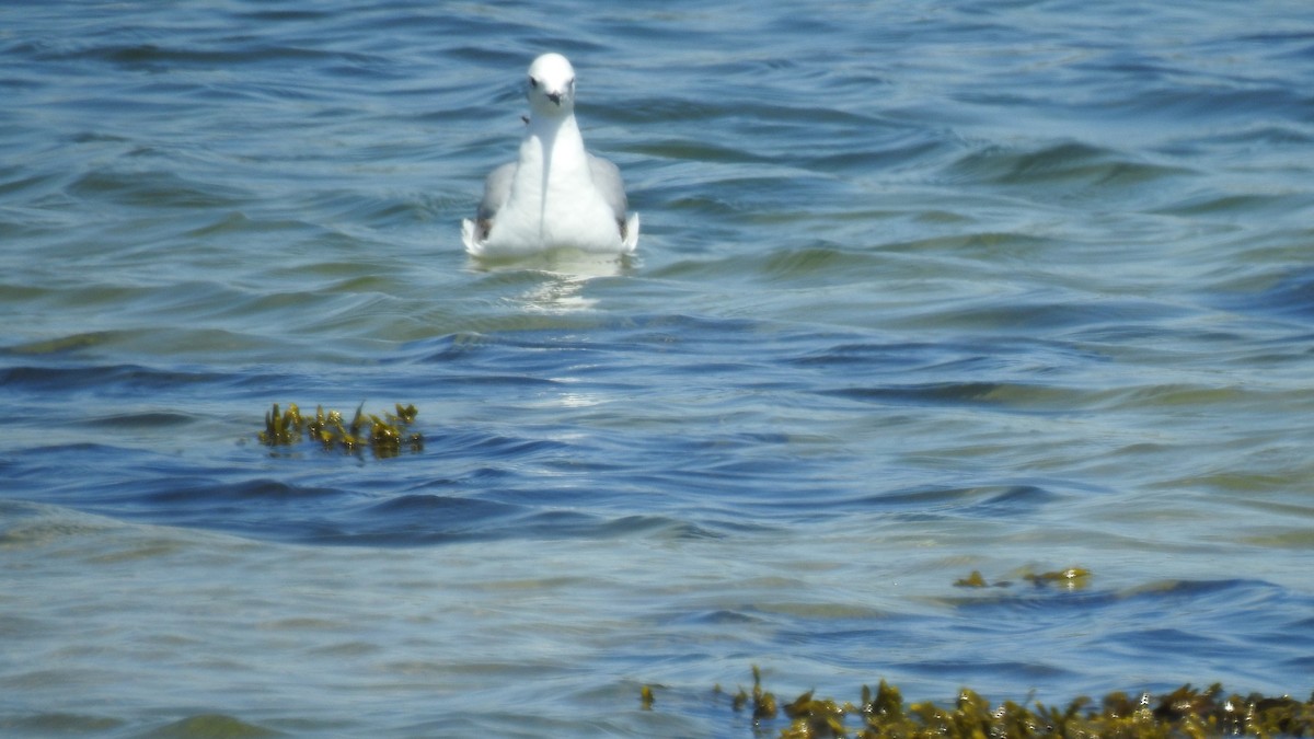 Bonaparte's Gull - Anca Vlasopolos