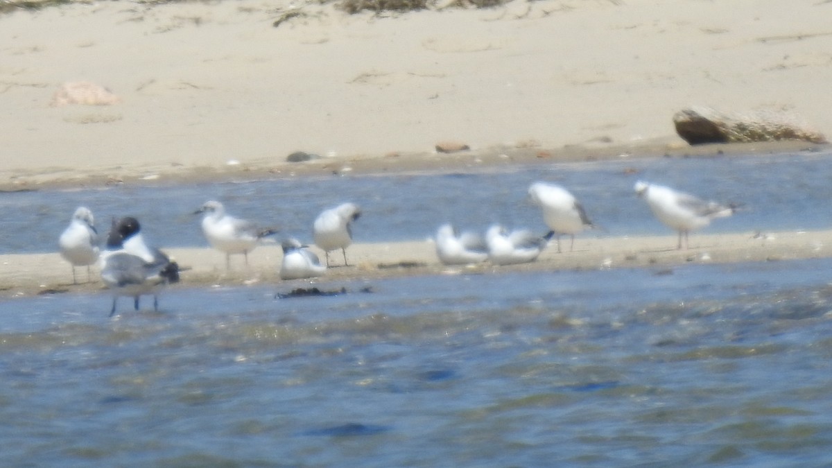 Bonaparte's Gull - Anca Vlasopolos